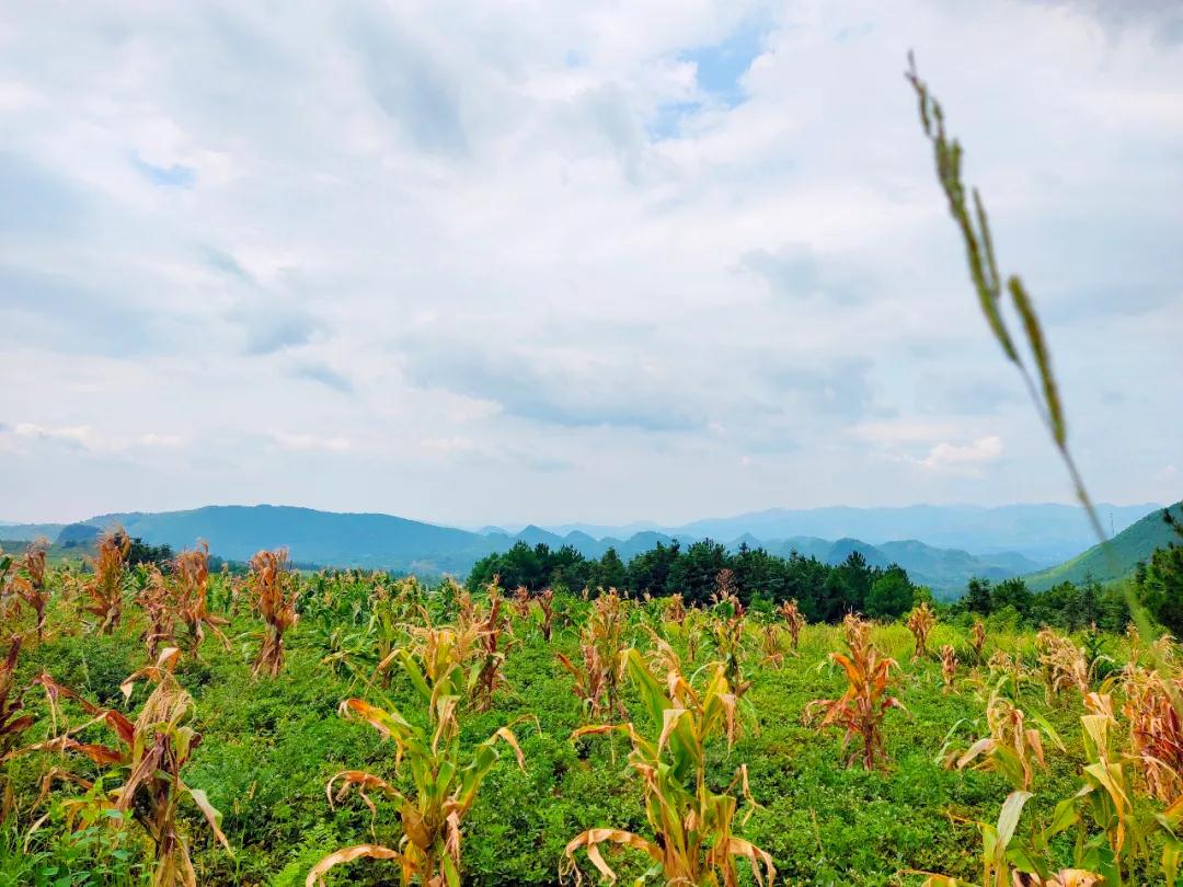 歐爸動(dòng)能·少年演講家苦信贏